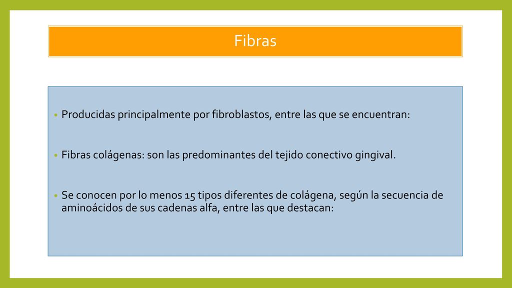 Fibras Producidas principalmente por fibroblastos, entre las que se encuentran: