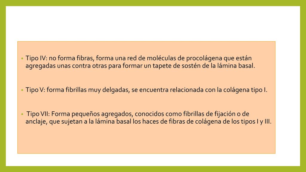 Tipo IV: no forma fibras, forma una red de moléculas de procolágena que están agregadas unas contra otras para formar un tapete de sostén de la lámina basal.