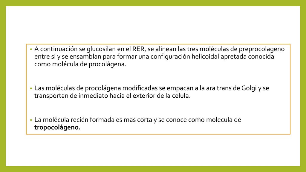 A continuación se glucosilan en el RER, se alinean las tres moléculas de preprocolageno entre si y se ensamblan para formar una configuración helicoidal apretada conocida como molécula de procolágena.
