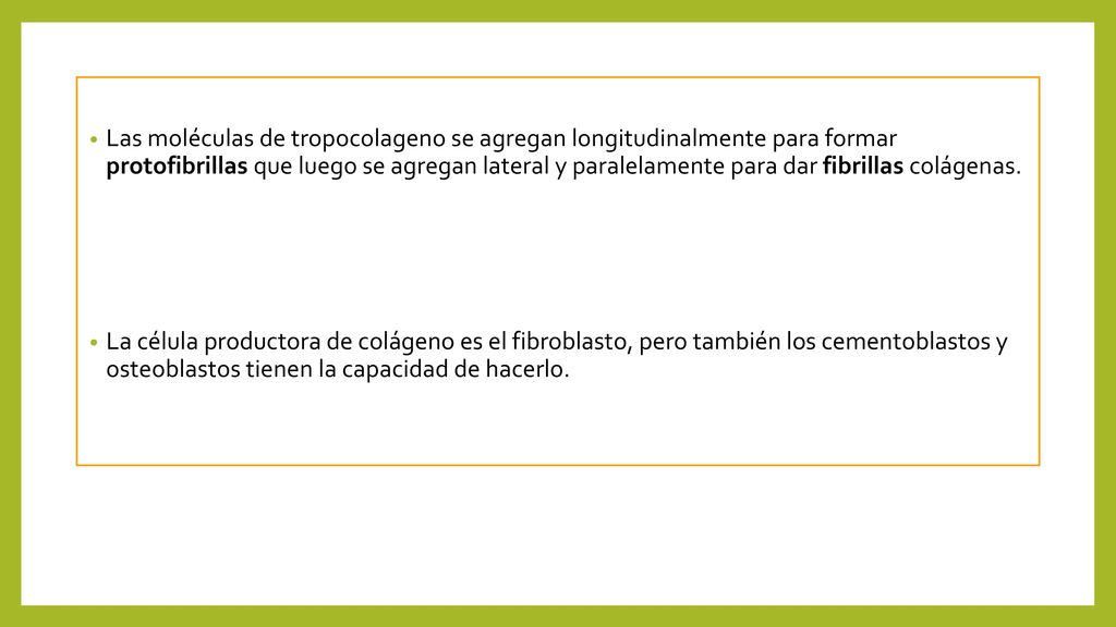 Las moléculas de tropocolageno se agregan longitudinalmente para formar protofibrillas que luego se agregan lateral y paralelamente para dar fibrillas colágenas.