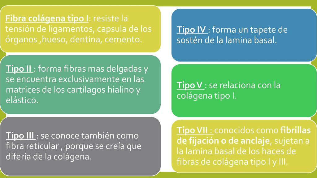 Fibra colágena tipo I: resiste la tensión de ligamentos, capsula de los órganos ,hueso, dentina, cemento.