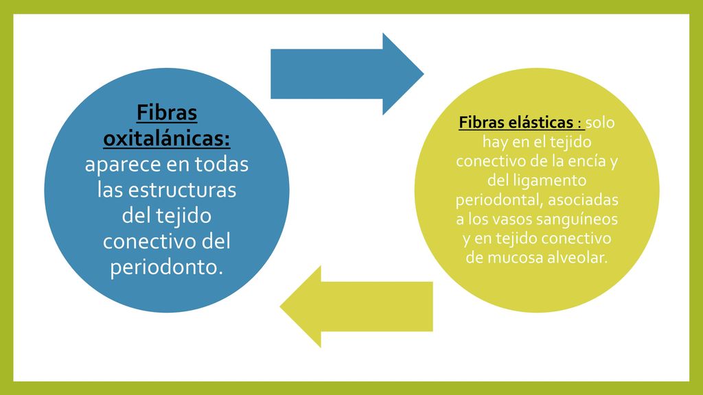 Fibras oxitalánicas: aparece en todas las estructuras del tejido conectivo del periodonto.