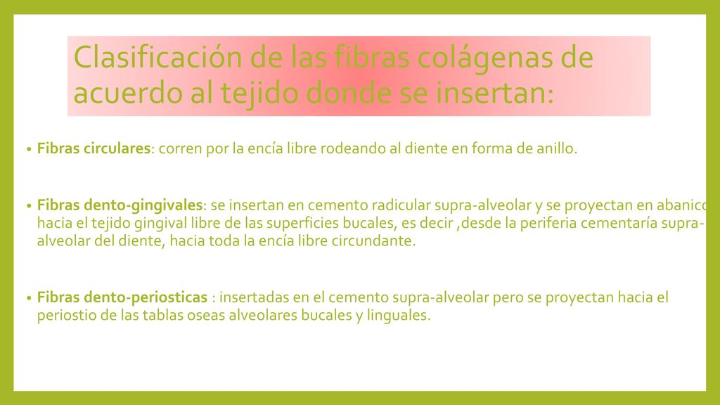 Clasificación de las fibras colágenas de acuerdo al tejido donde se insertan: