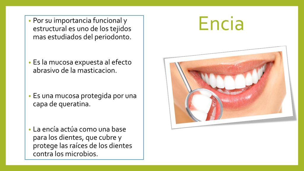 Por su importancia funcional y estructural es uno de los tejidos mas estudiados del periodonto.