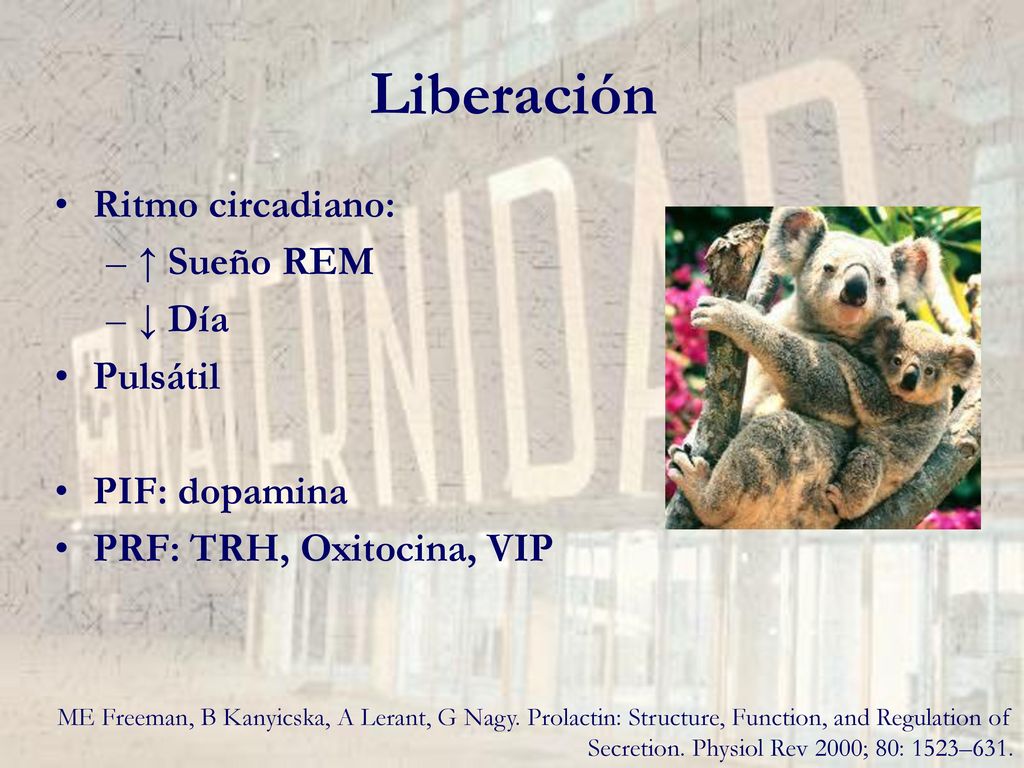 Liberación Ritmo circadiano: ↑ Sueño REM ↓ Día Pulsátil PIF: dopamina