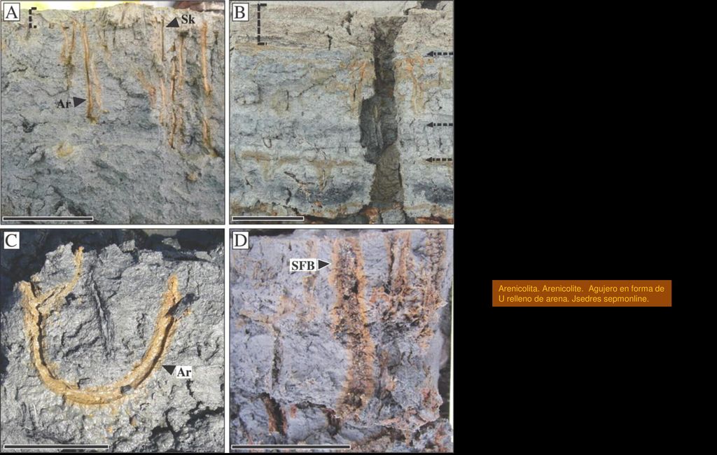 Arenicolita. Arenicolite. Agujero en forma de U relleno de arena