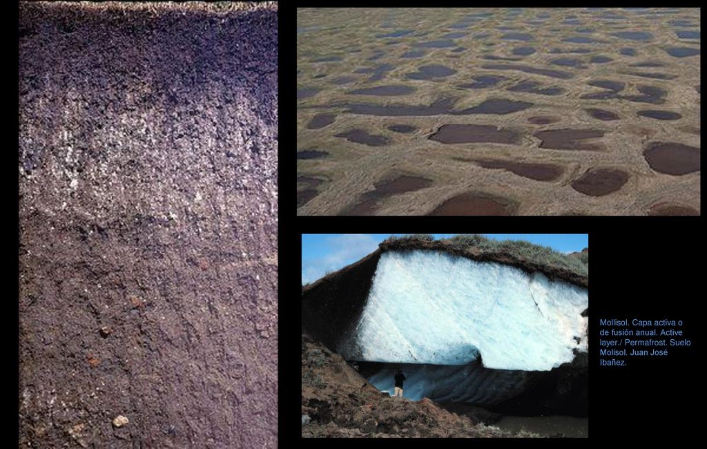 Mollisol. Capa activa o de fusión anual. Active layer. / Permafrost