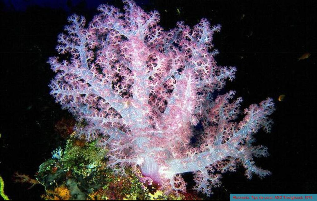 Alcionario. Tipo de coral. ASD Trevigliosub 1974.