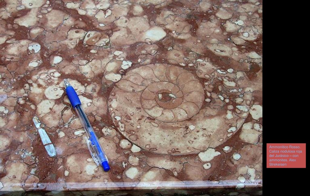 Ammonitico Rosso. Caliza nodulosa roja del Jurásico – con ammonites