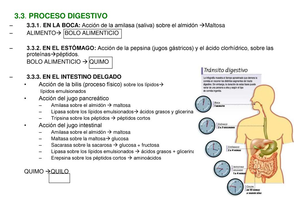 3.3. PROCESO DIGESTIVO EN LA BOCA: Acción de la amilasa (saliva) sobre el almidón Maltosa. ALIMENTO BOLO ALIMENTICIO.