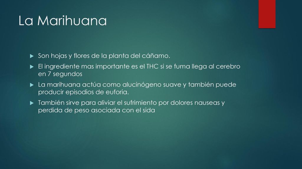 La Marihuana Son hojas y flores de la planta del cáñamo.