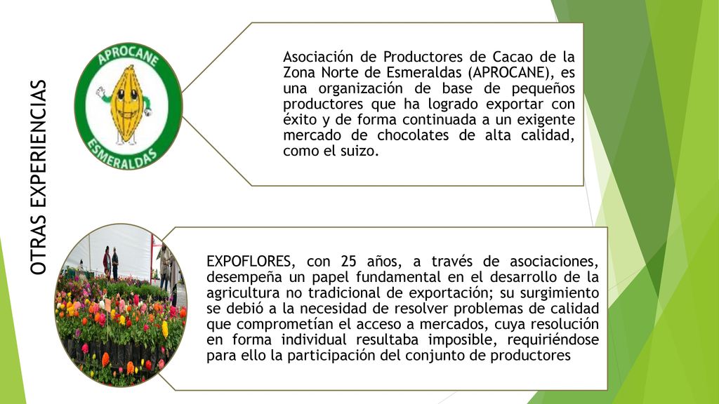 Asociación de Productores de Cacao de la Zona Norte de Esmeraldas (APROCANE), es una organización de base de pequeños productores que ha logrado exportar con éxito y de forma continuada a un exigente mercado de chocolates de alta calidad, como el suizo.