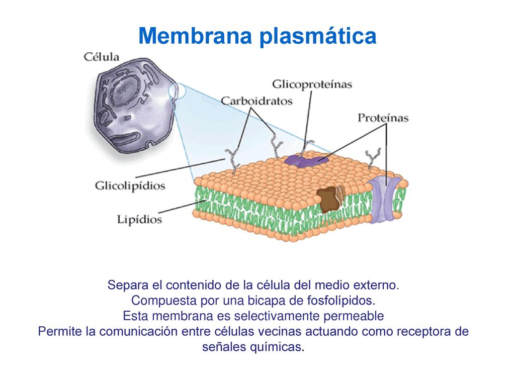 Membrana plasmática Separa el contenido de la célula del medio externo. Compuesta por una bicapa de fosfolípidos.