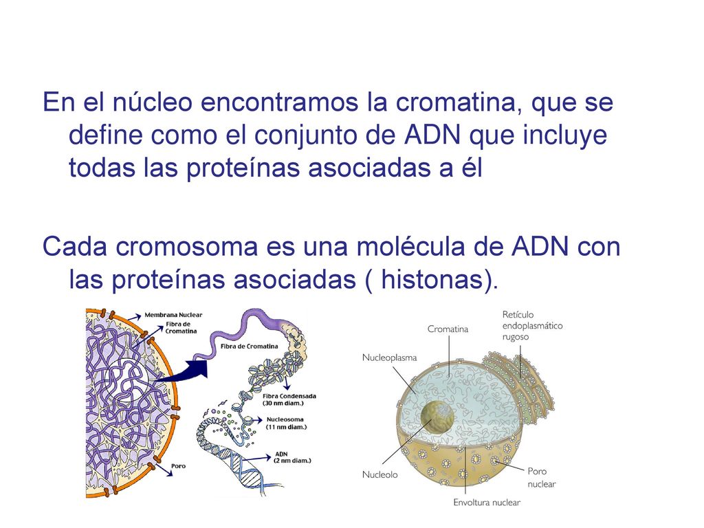 En el núcleo encontramos la cromatina, que se define como el conjunto de ADN que incluye todas las proteínas asociadas a él