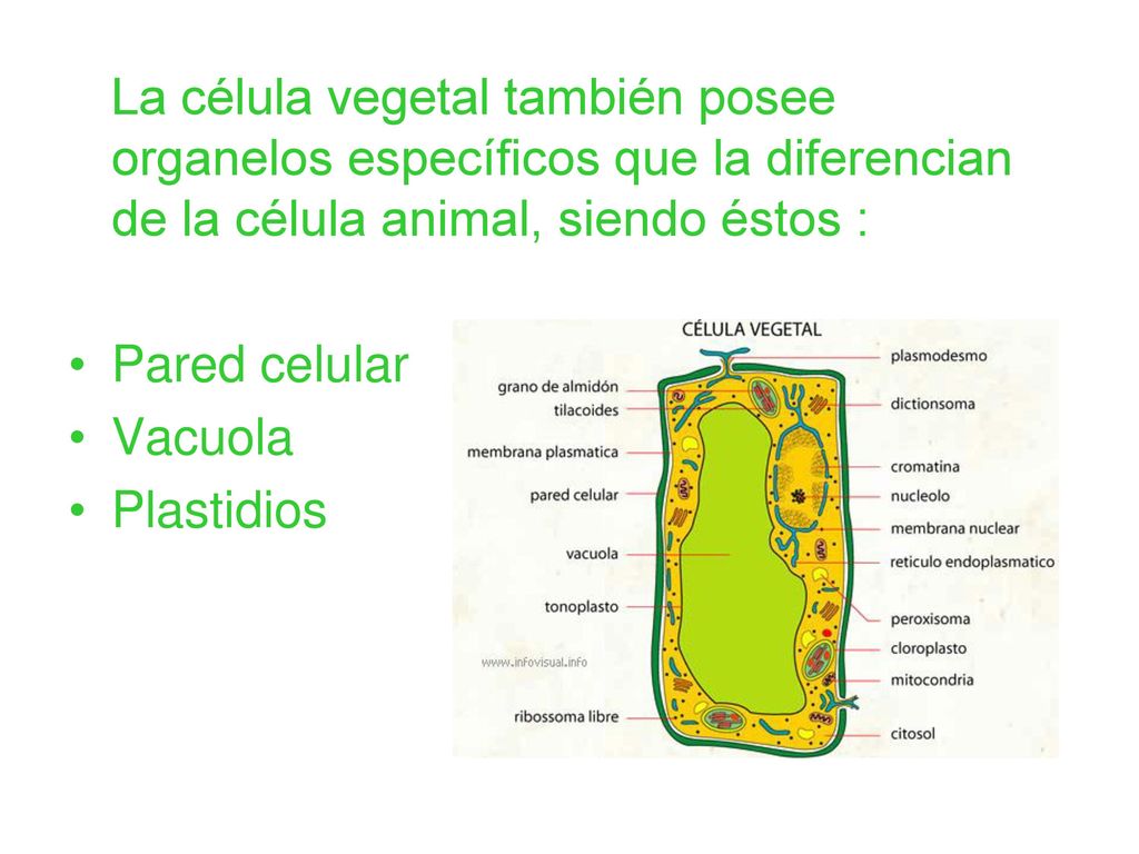 La célula vegetal también posee organelos específicos que la diferencian de la célula animal, siendo éstos :