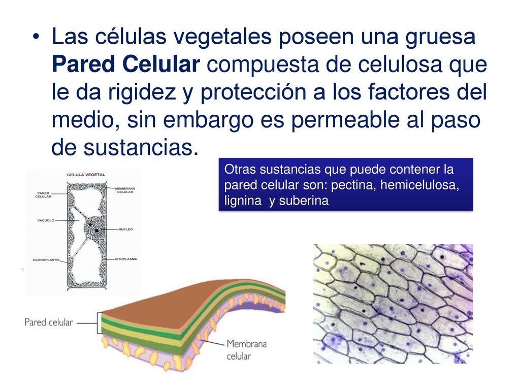Las células vegetales poseen una gruesa Pared Celular compuesta de celulosa que le da rigidez y protección a los factores del medio, sin embargo es permeable al paso de sustancias.