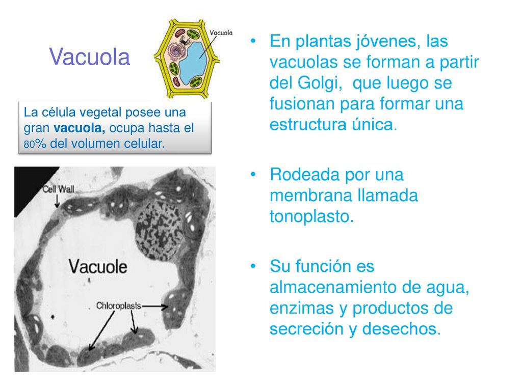 En plantas jóvenes, las vacuolas se forman a partir del Golgi, que luego se fusionan para formar una estructura única.