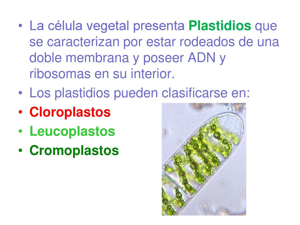 La célula vegetal presenta Plastidios que se caracterizan por estar rodeados de una doble membrana y poseer ADN y ribosomas en su interior.