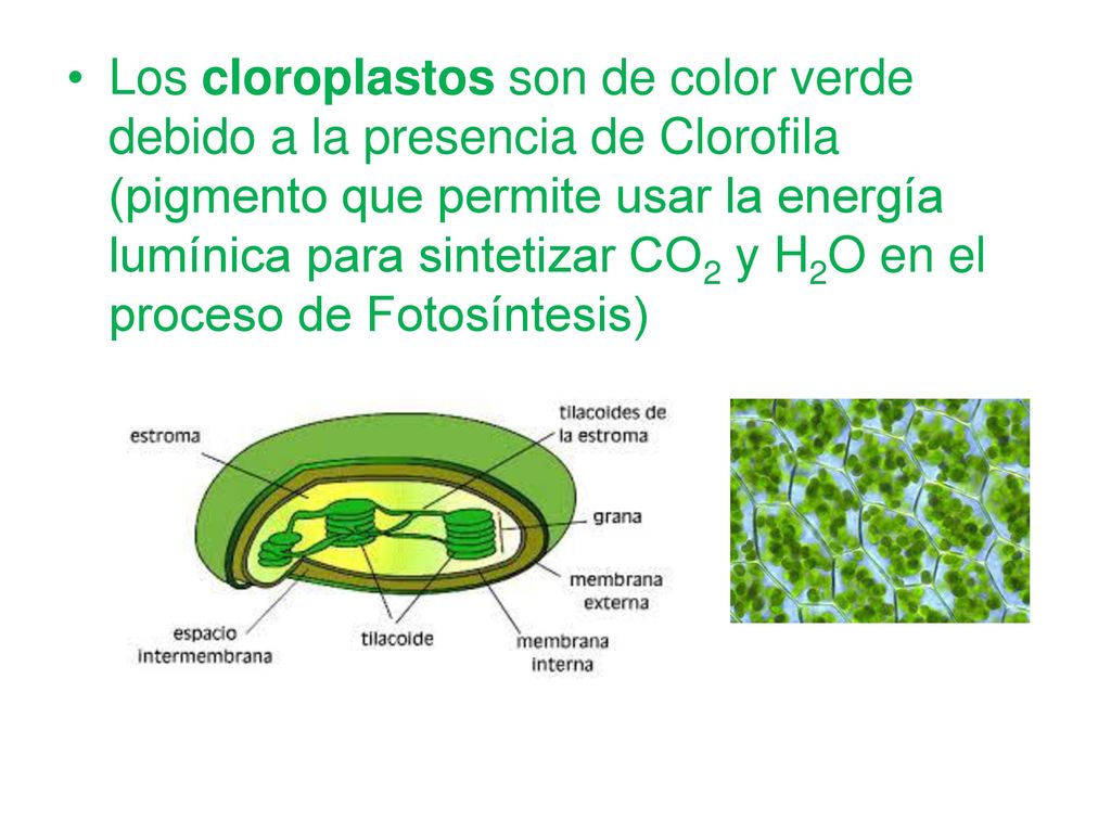 Los cloroplastos son de color verde debido a la presencia de Clorofila (pigmento que permite usar la energía lumínica para sintetizar CO2 y H2O en el proceso de Fotosíntesis)