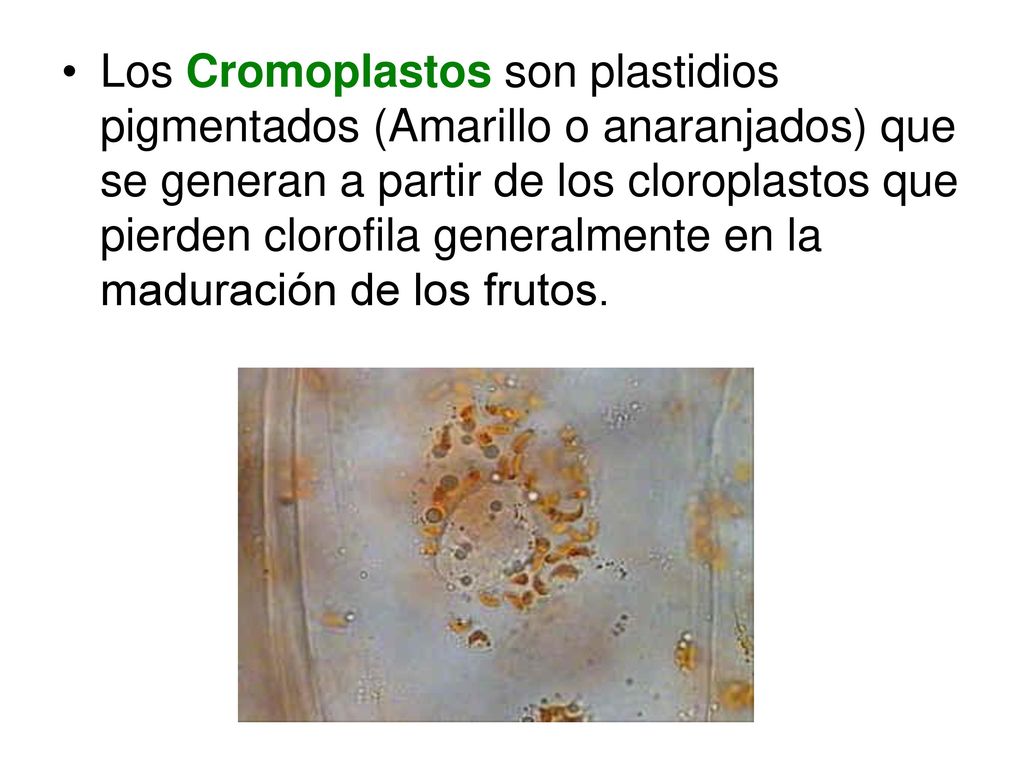 Los Cromoplastos son plastidios pigmentados (Amarillo o anaranjados) que se generan a partir de los cloroplastos que pierden clorofila generalmente en la maduración de los frutos.