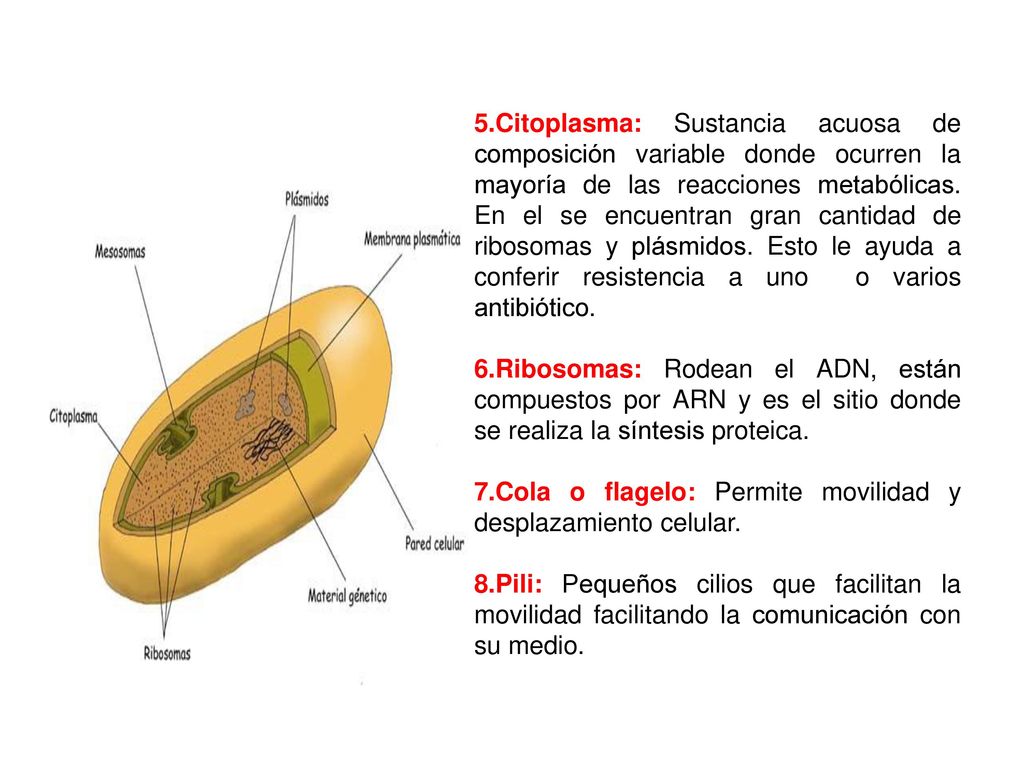 5.Citoplasma: Sustancia acuosa de composición variable donde ocurren la mayoría de las reacciones metabólicas. En el se encuentran gran cantidad de ribosomas y plásmidos. Esto le ayuda a conferir resistencia a uno o varios antibiótico.