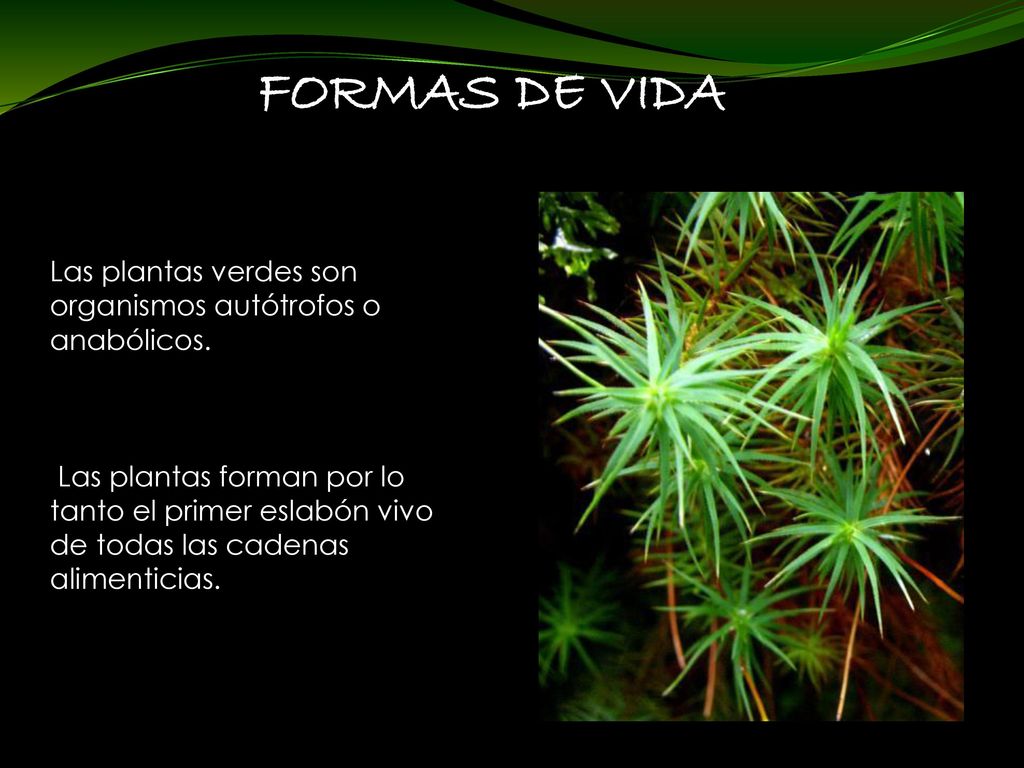 FORMAS DE VIDA Las plantas verdes son organismos autótrofos o anabólicos.