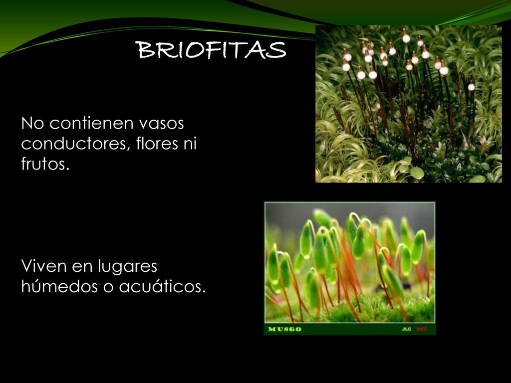 BRIOFITAS No contienen vasos conductores, flores ni frutos.