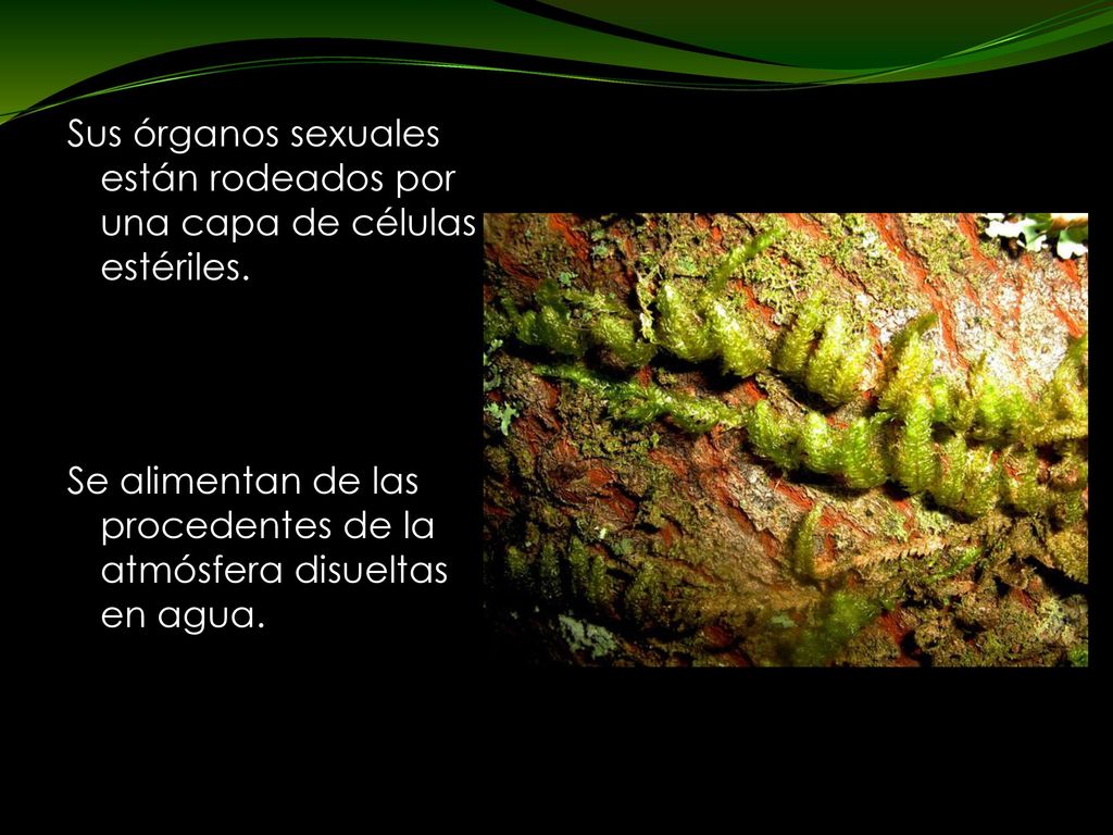 Sus órganos sexuales están rodeados por una capa de células estériles