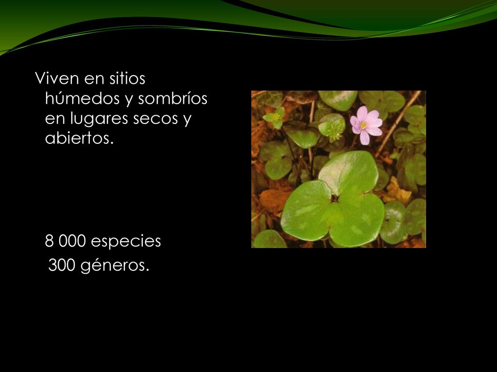 Viven en sitios húmedos y sombríos en lugares secos y abiertos.