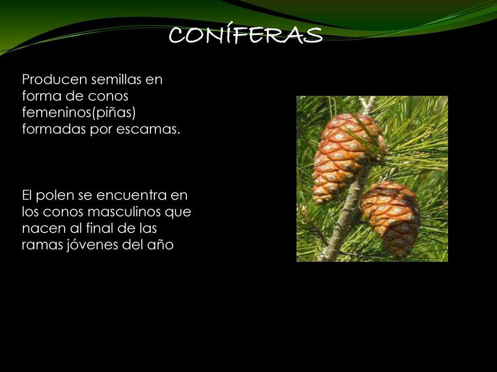 CONÍFERAS Producen semillas en forma de conos femeninos(piñas) formadas por escamas.