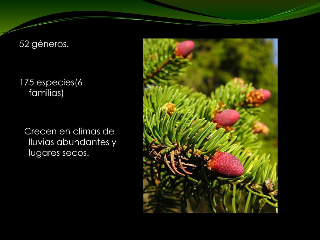 52 géneros. 175 especies(6 familias) Crecen en climas de lluvias abundantes y lugares secos.