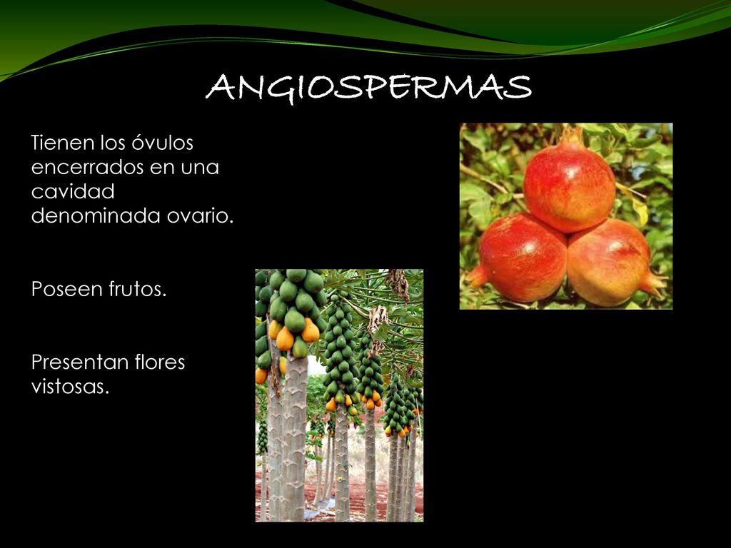 ANGIOSPERMAS Tienen los óvulos encerrados en una cavidad denominada ovario.