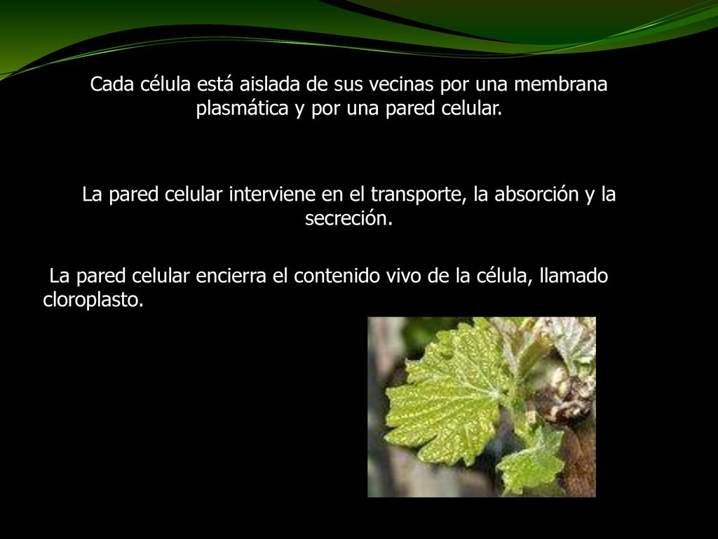 Cada célula está aislada de sus vecinas por una membrana plasmática y por una pared celular.