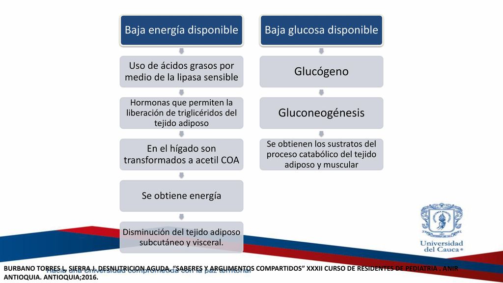 Gluconeogénesis Glucógeno En el hígado son transformados a acetil COA