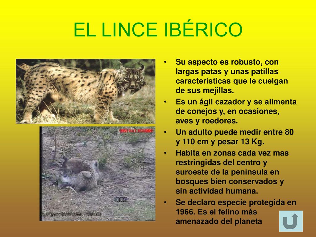EL LINCE IBÉRICO Su aspecto es robusto, con largas patas y unas patillas características que le cuelgan de sus mejillas.