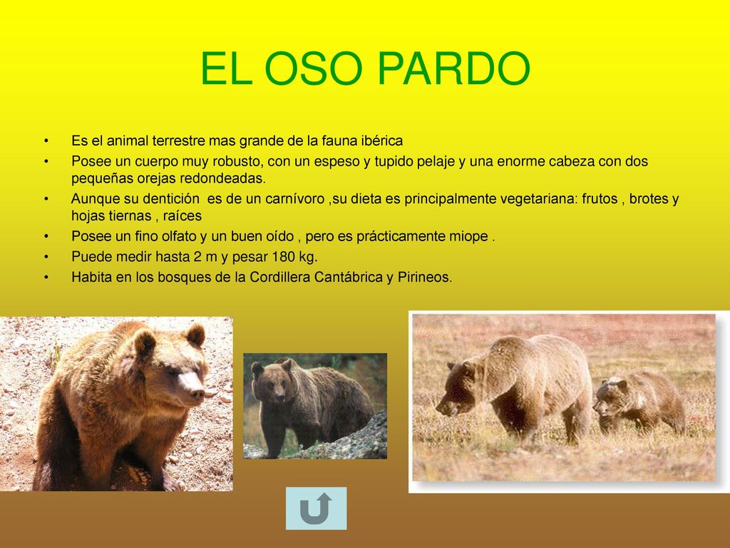 EL OSO PARDO Es el animal terrestre mas grande de la fauna ibérica