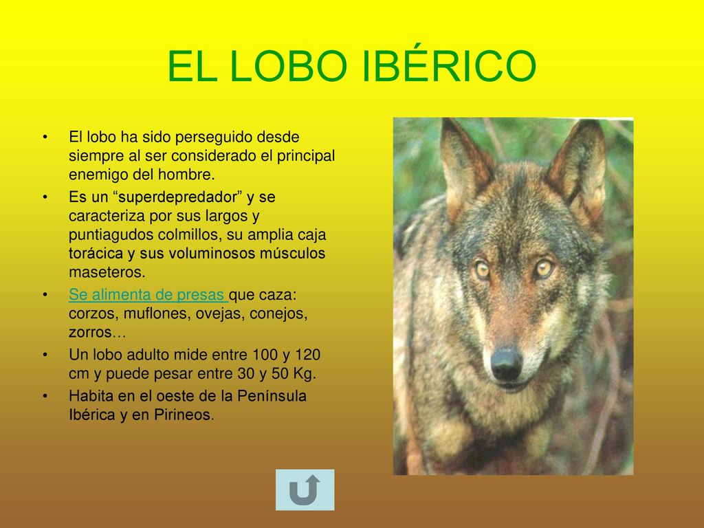 EL LOBO IBÉRICO El lobo ha sido perseguido desde siempre al ser considerado el principal enemigo del hombre.