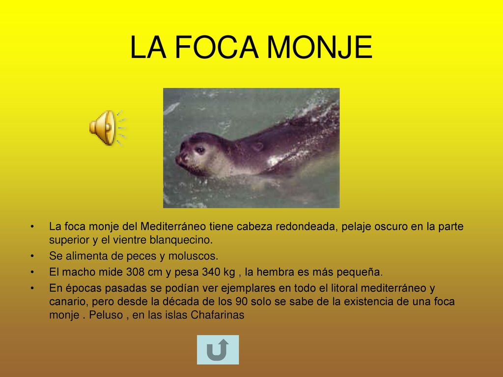LA FOCA MONJE La foca monje del Mediterráneo tiene cabeza redondeada, pelaje oscuro en la parte superior y el vientre blanquecino.
