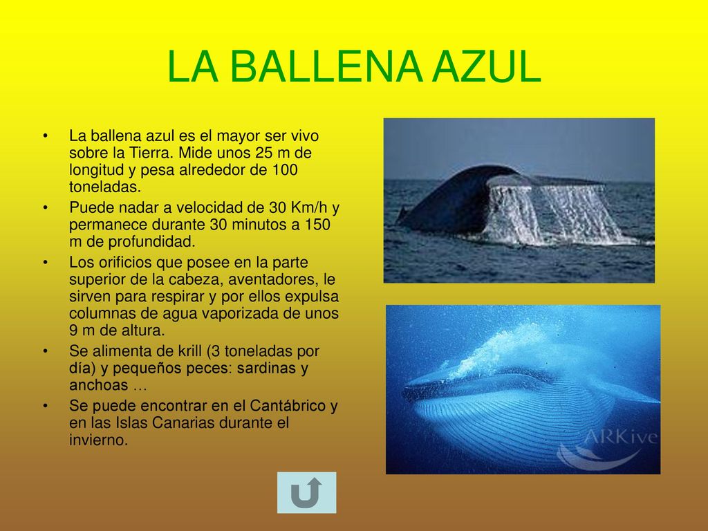 LA BALLENA AZUL La ballena azul es el mayor ser vivo sobre la Tierra. Mide unos 25 m de longitud y pesa alrededor de 100 toneladas.
