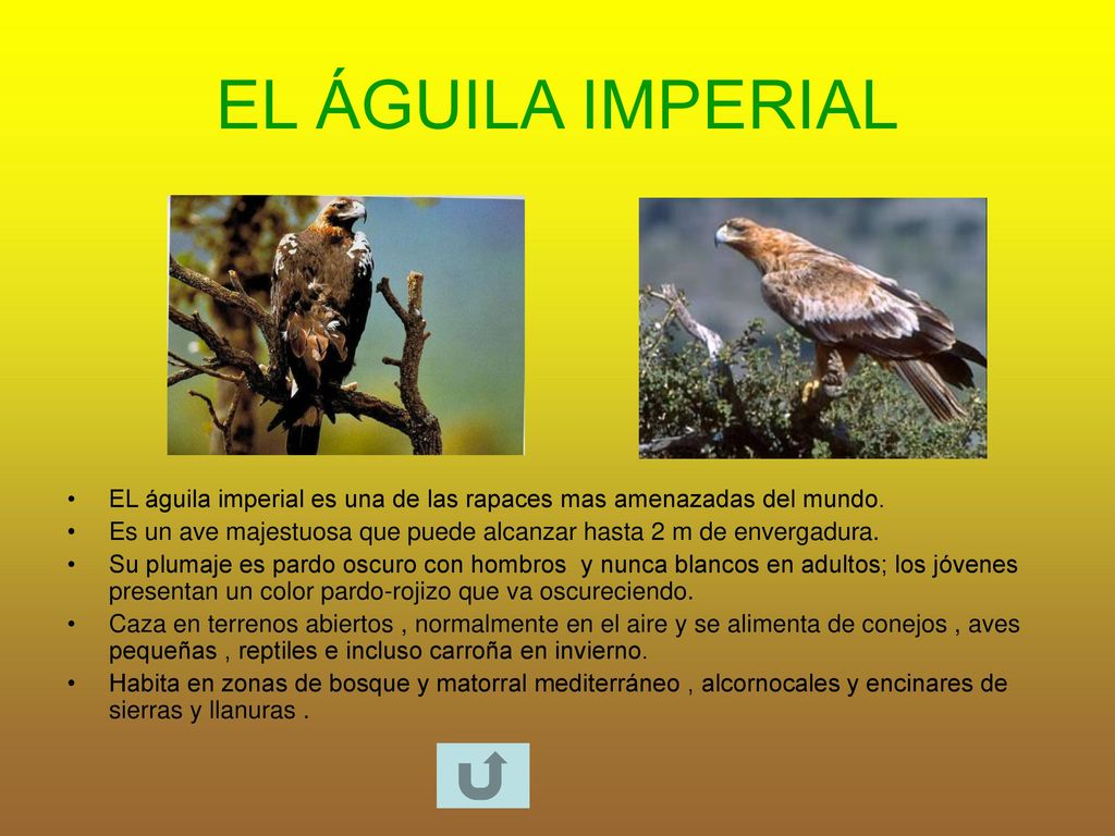EL ÁGUILA IMPERIAL EL águila imperial es una de las rapaces mas amenazadas del mundo.