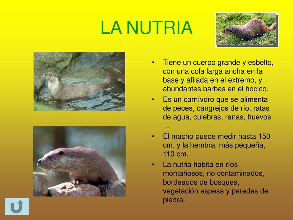 LA NUTRIA Tiene un cuerpo grande y esbelto, con una cola larga ancha en la base y afilada en el extremo, y abundantes barbas en el hocico.