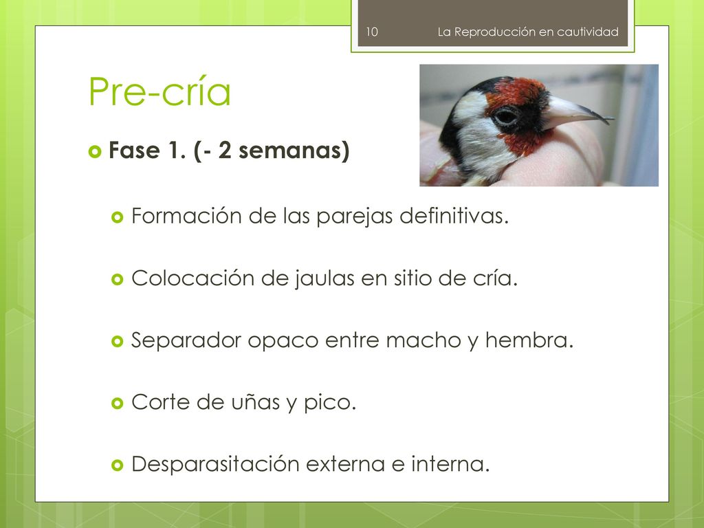Pre-cría Fase 1. (- 2 semanas) Formación de las parejas definitivas.