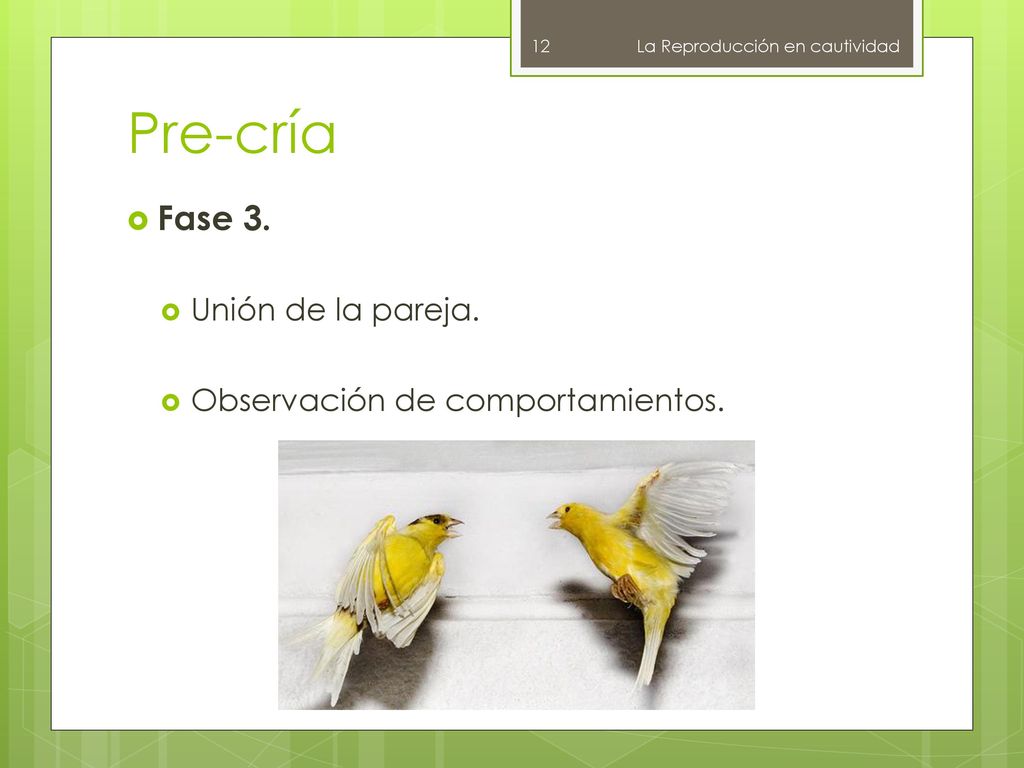 Pre-cría Fase 3. Unión de la pareja. Observación de comportamientos.