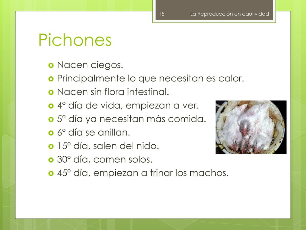 Pichones Nacen ciegos. Principalmente lo que necesitan es calor.
