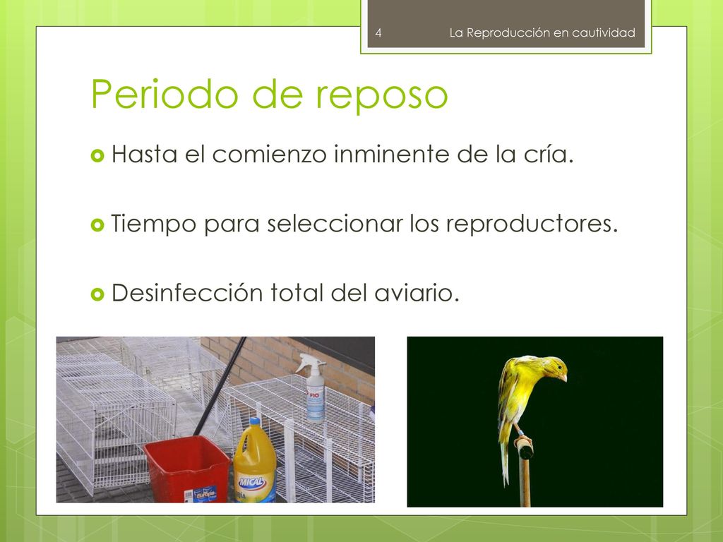 Periodo de reposo Hasta el comienzo inminente de la cría.