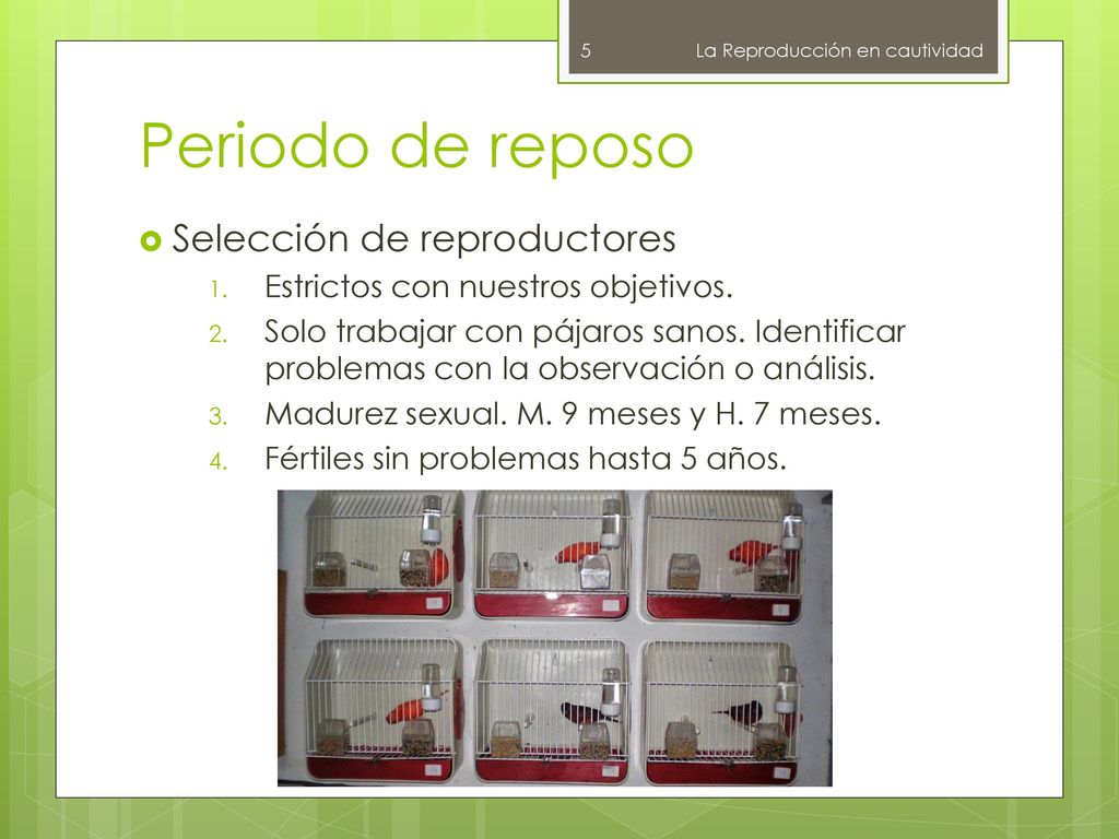 Periodo de reposo Selección de reproductores