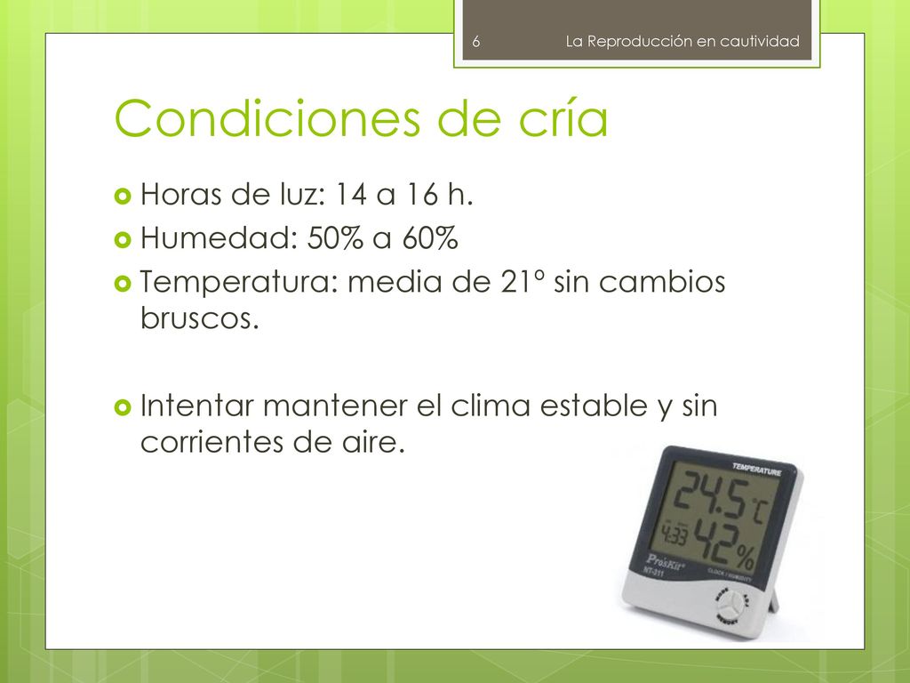Condiciones de cría Horas de luz: 14 a 16 h. Humedad: 50% a 60%