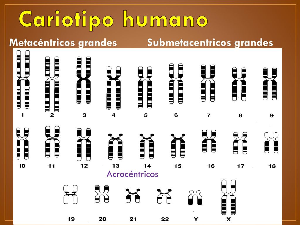 Cariotipo humano Metacéntricos grandes Submetacentricos grandes