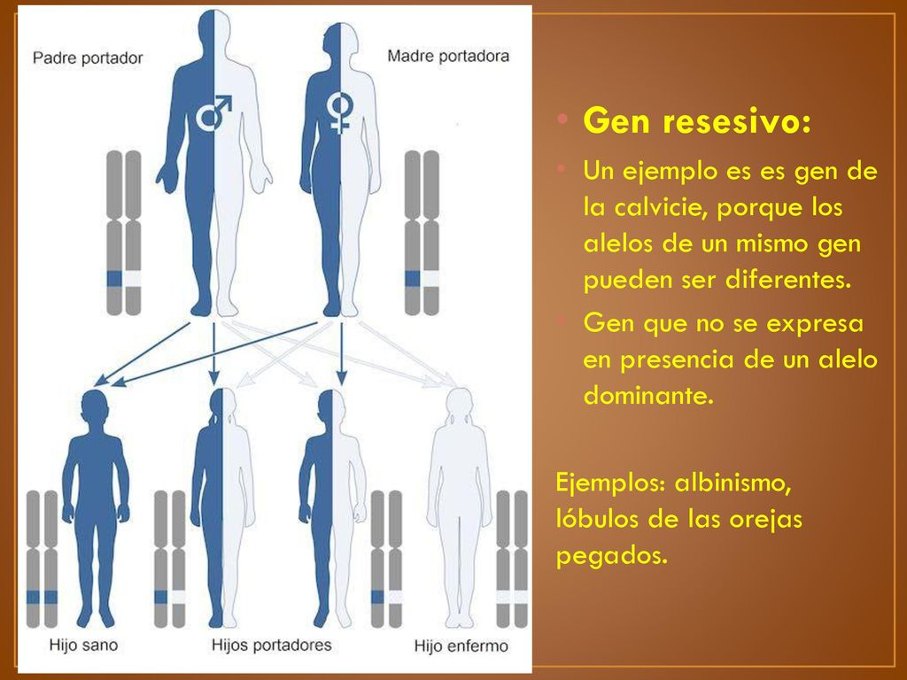 Gen resesivo: Un ejemplo es es gen de la calvicie, porque los alelos de un mismo gen pueden ser diferentes.