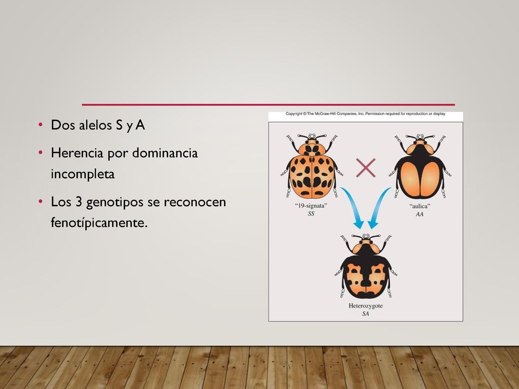 Dos alelos S y A Herencia por dominancia incompleta Los 3 genotipos se reconocen fenotípicamente.